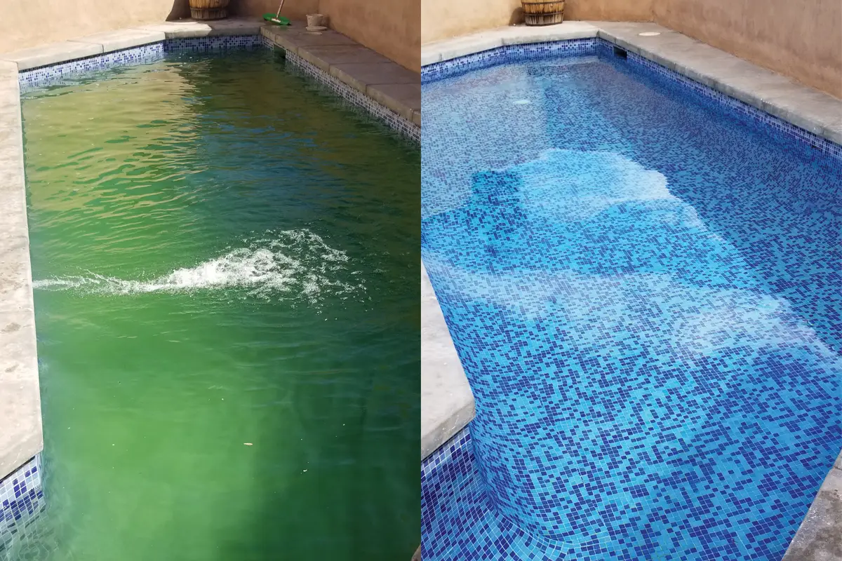 Green to Clean pool recovery service in Central Florida removing algae from swimming pool